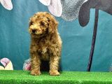 Resmi̇ Üreti̇ci̇den Toy Poodle Yavrular