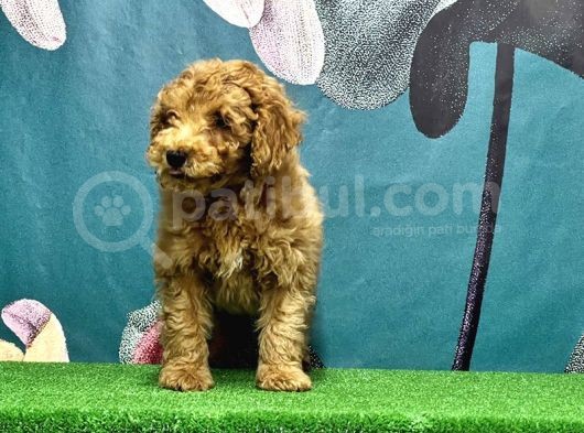 Resmi̇ Üreti̇ci̇den Toy Poodle Yavrular görsel