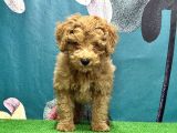 Resmi̇ Üreti̇ci̇den Toy Poodle Yavrular