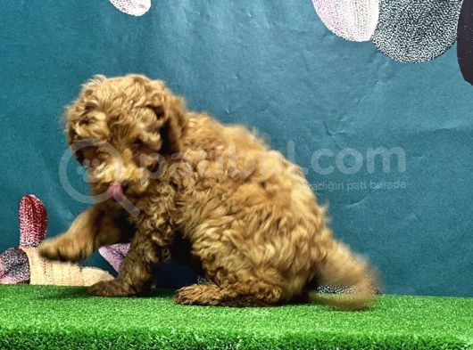 Resmi̇ Üreti̇ci̇den Toy Poodle Yavrular görsel
