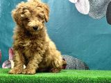Resmi̇ Üreti̇ci̇den Toy Poodle Yavrular