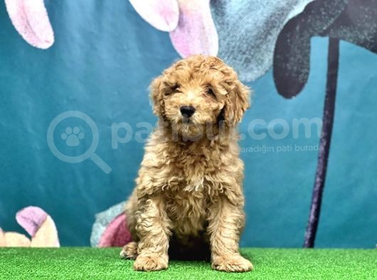 Resmi̇ Üreti̇ci̇den Toy Poodle Yavrular görsel