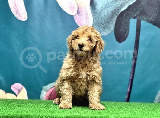 Resmi̇ Üreti̇ci̇den Toy Poodle Yavrular