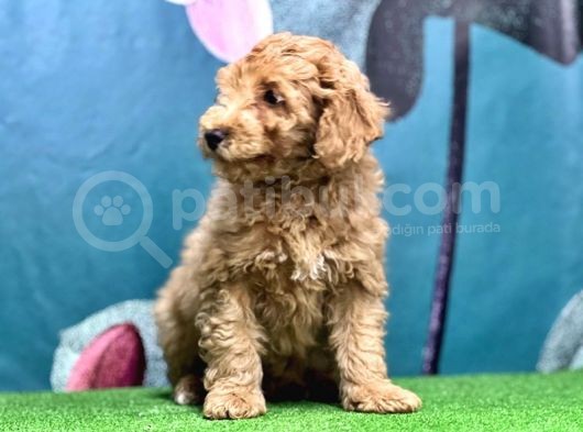Resmi̇ Üreti̇ci̇den Toy Poodle Yavrular görsel