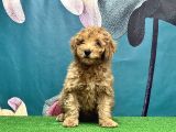 Resmi̇ Üreti̇ci̇den Toy Poodle Yavrular