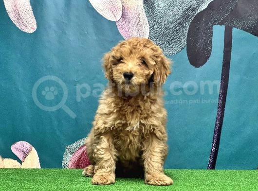 Resmi̇ Üreti̇ci̇den Toy Poodle Yavrular görsel