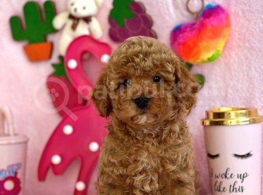 Red Toy Poodle Bebekler görsel