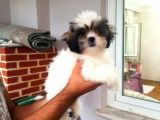 Üst Kalite Shıh Tzu Yavrular