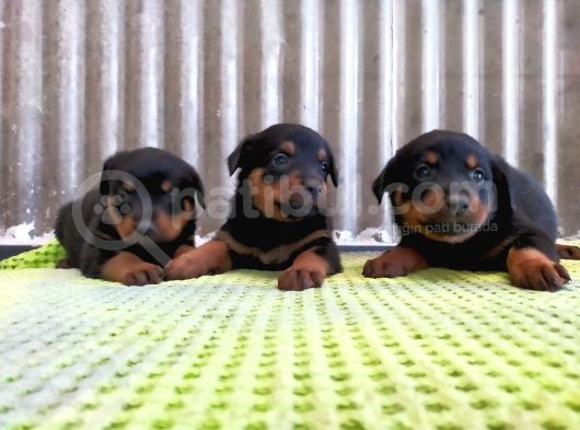 Show Kalite Rottwei̇ler Yavrular görsel