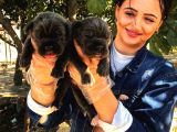 Cane Corsa Blue Yavrumuz