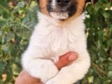 Show Kalite Jack Russel Yavrular