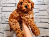 Red Toy Poodle