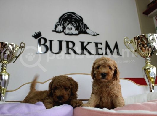 A Secereli Erkek Toy Poodle Yavrularımız görsel