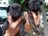 French Bulldog Yavrular