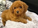 Sağlik Ve Irk Garanti̇li̇ Red Toy Poodle Yavrularimiz