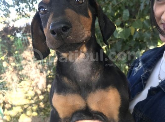 Doberman Yavrumuz