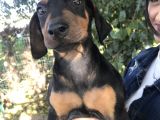Doberman Yavrumuz