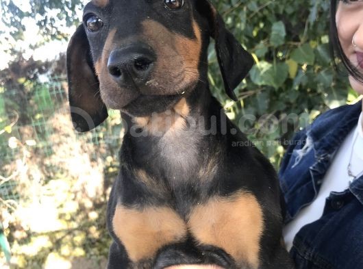 Doberman Yavrumuz görsel