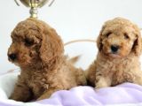 A Secereli Erkek Toy Poodle Yavrularımız
