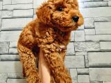Red Toy Poodle