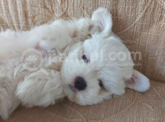 Tatlış Maltese Bebekler görsel