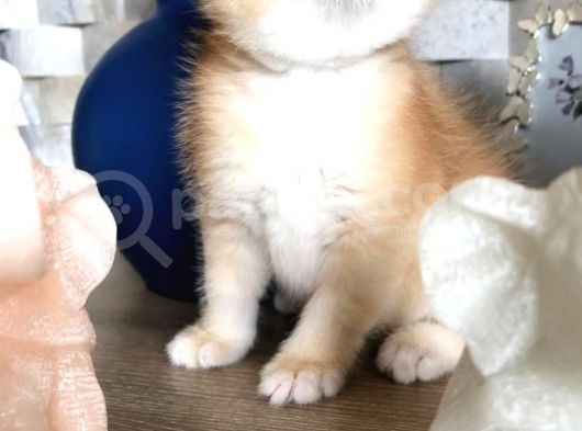A Kalite Bri̇ti̇sh Shorthai̇r Golden  Yavrular görsel