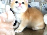 A Kalite Bri̇ti̇sh Shorthai̇r Golden  Yavrular