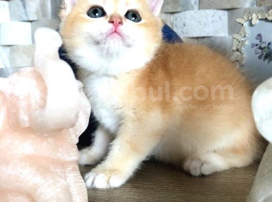 A Kalite Bri̇ti̇sh Shorthai̇r Golden  Yavrular görsel