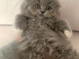 Pofidik Bebeklerimiz  Scottish Fold Yeni Ailesini Bekliyor