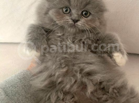 Pofidik Bebeklerimiz  Scottish Fold Yeni Ailesini Bekliyor görsel