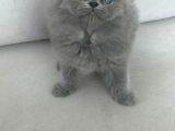 Pofidik Bebeklerimiz  Scottish Fold Yeni Ailesini Bekliyor