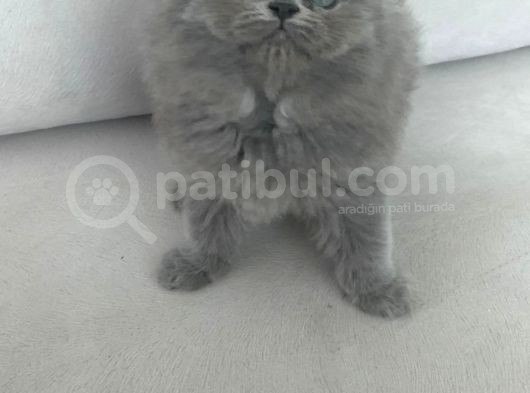 Pofidik Bebeklerimiz  Scottish Fold Yeni Ailesini Bekliyor görsel