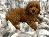 Sağlik Ve Irk Garanti̇li̇ Red Brown Toy Poodle Yavrum
