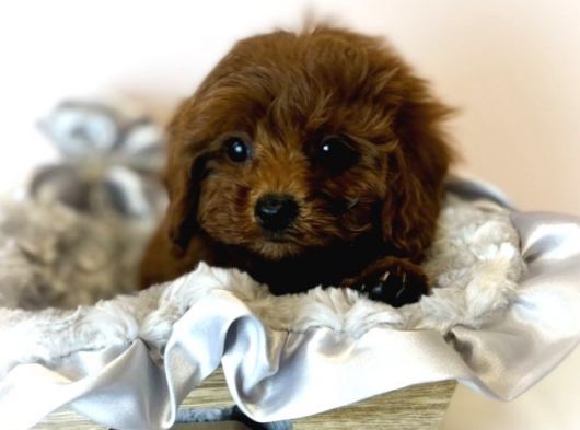 Sağlik Ve Irk Garanti̇li̇ Red Brown Toy Poodle Yavrularimiz görsel