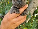 Yavru French Bulldog