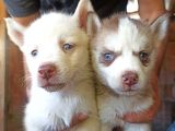 Show Kalite Husky Yavrular