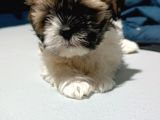 Shihtzu Yavrumuz