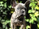 Egzotik Blue Frenchbulldog