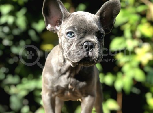 Egzotik Blue Frenchbulldog görsel
