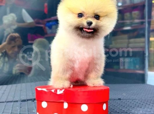 2.5 Aylık Erkek Ve Dişi Pomeranian Yavrular görsel