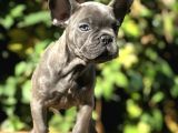 Egzotik Blue Frenchbulldog