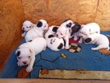French Bulldog Yavrular