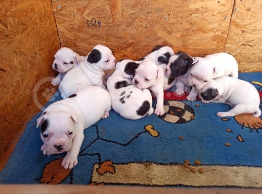 French Bulldog Yavrular görsel