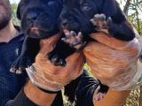 Yavru French Bulldog