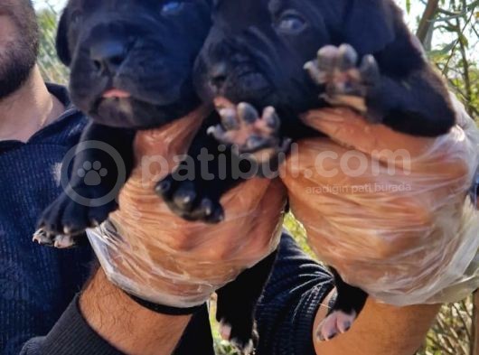 Yavru French Bulldog görsel