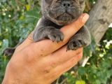 French Bulldog Yavrular