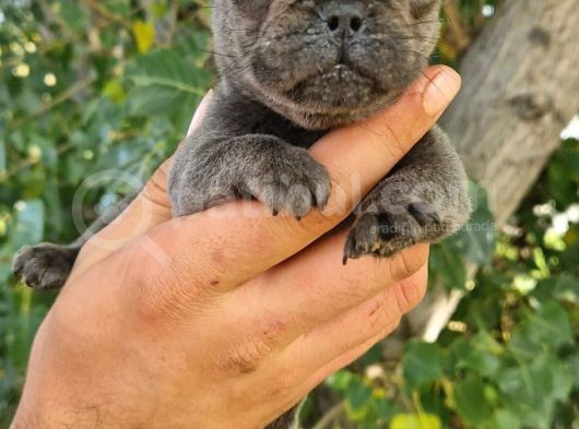 French Bulldog Yavrular görsel