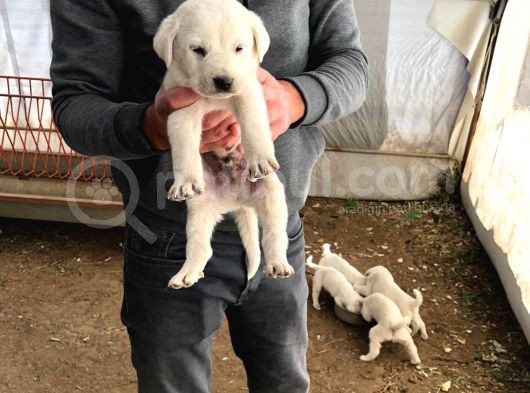 Akbaş Yavruları görsel