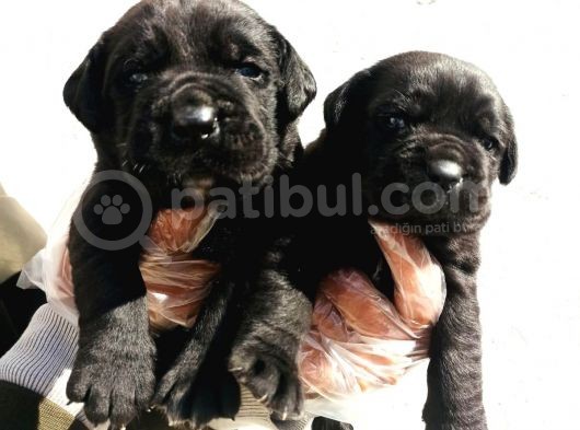 Cane Corsa Yavrular görsel