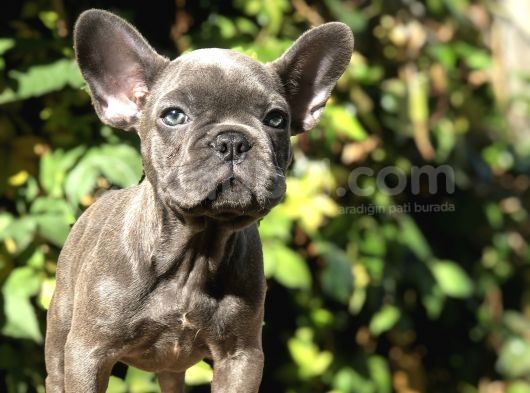 Egzotik Blue Frenchbulldog görsel